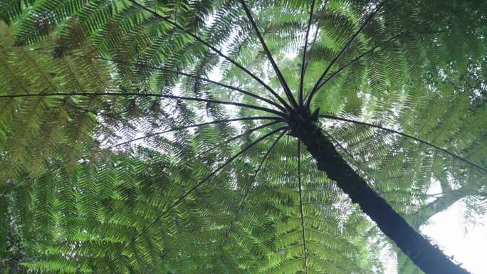 热带雨林原始森林丛林神秘植物国家保护