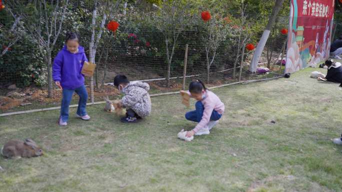 小朋友喂养兔子视频素材