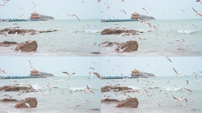 山东青岛栈桥景区大海和天空中飞翔的海鸥
