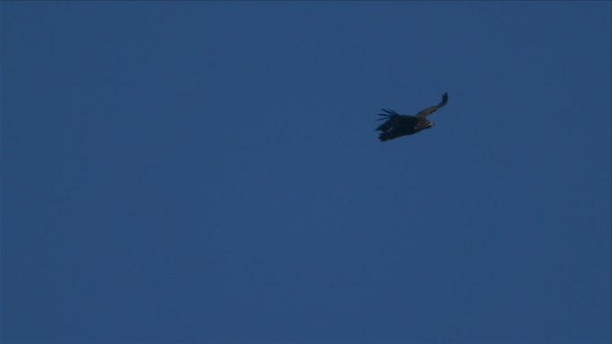 天空翱翔的鹰秃鹫素材