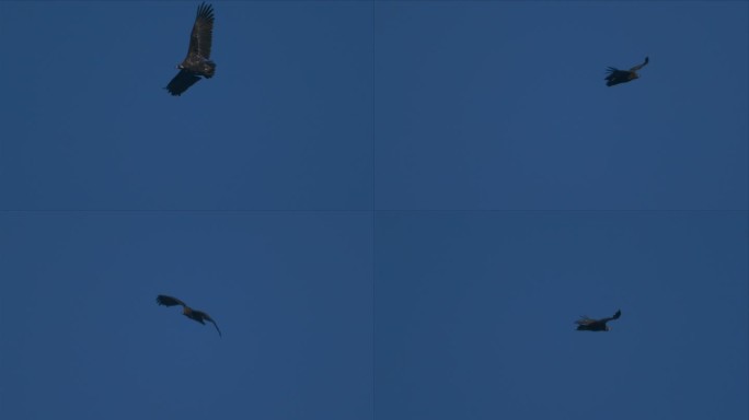 天空翱翔的鹰秃鹫素材