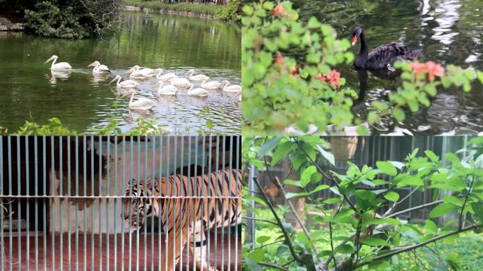 广州动物园实拍镜头