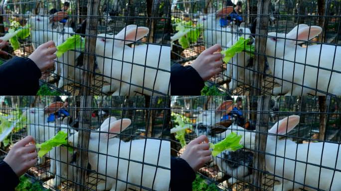 饲养兔子吃青菜