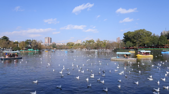 云南昆明翠湖公园海鸥延时素材