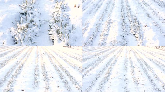 雪中的小麦，麦子，瑞雪