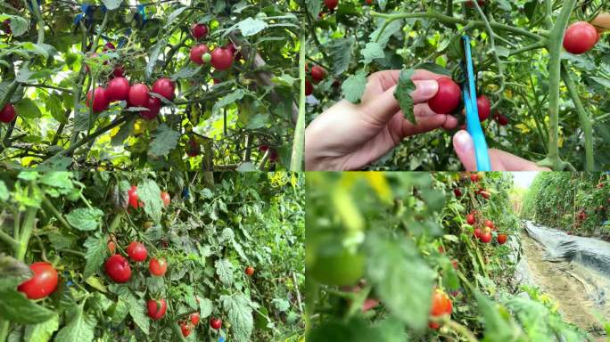 圣女果采摘 小番茄大棚种植