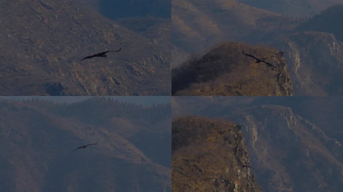 鹰 秃鹫翱翔素材