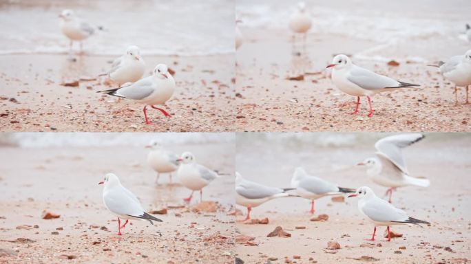 海边站在海水里的白色海鸥