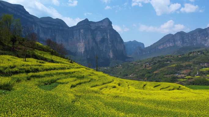 绝壁油菜花海 恩施 朝东岩 大峡谷