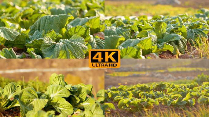 农作物白菜 4K