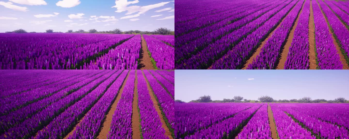 白天紫色薰衣草