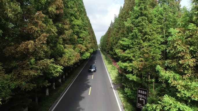 黄海森林公园林间小道