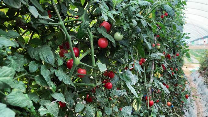 圣女果小番茄 大棚种植