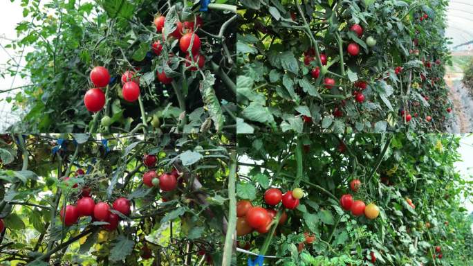 圣女果小番茄 大棚种植