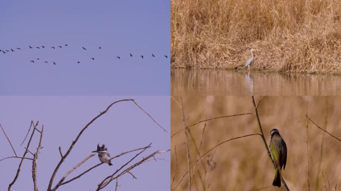 原创纪录片实拍西安灞河飞翔的鸟超高清视频
