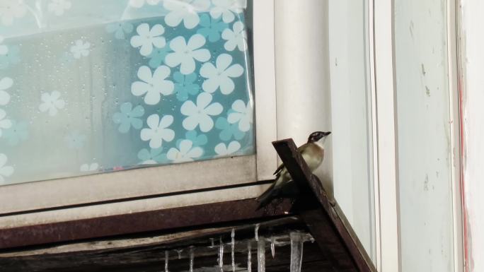 冬天小鸟在窗前飞舞找水