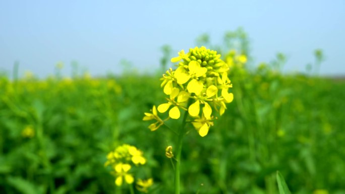 乡村 油菜花 婺源 航拍