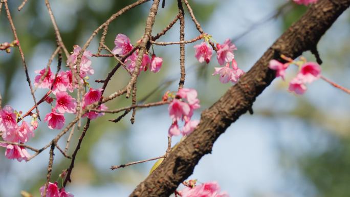 樱花与绣眼鸟