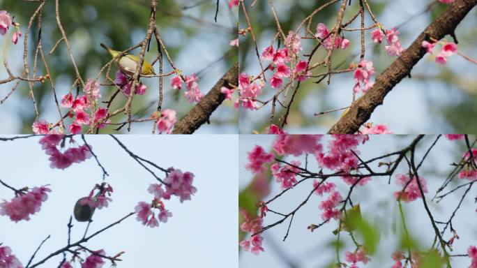 樱花与绣眼鸟