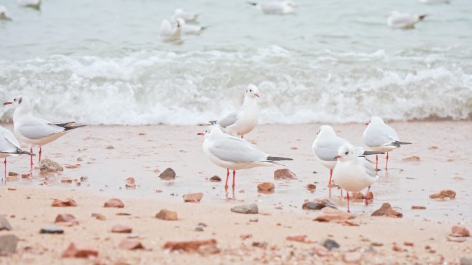 海边站在海水里的白色海鸥