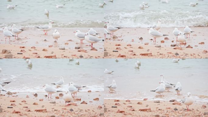 海边站在海水里的白色海鸥