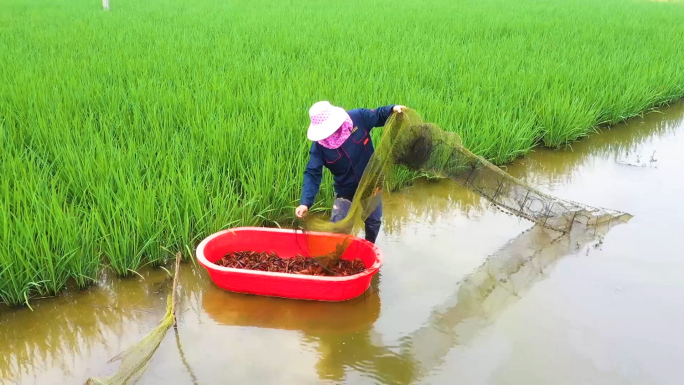 小龙虾 水稻 养殖 虾稻共生