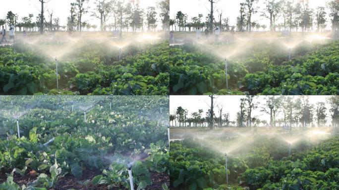 种植基地花草浇水