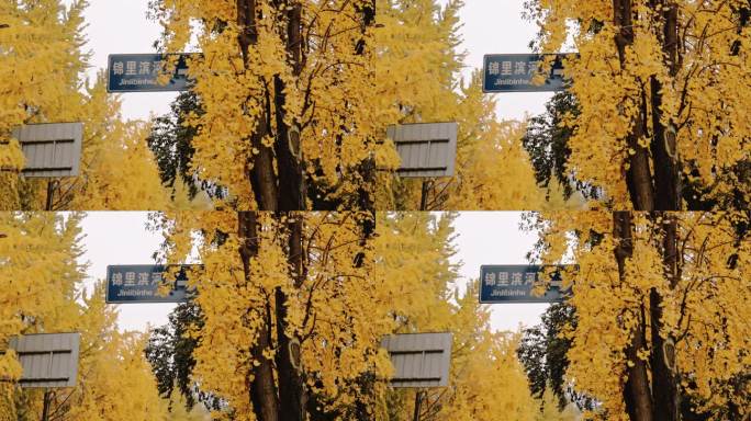 成都金色银杏的街拍空景1080p