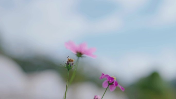 小花朵 小菊花 唯美 元宵 粉色 花丛