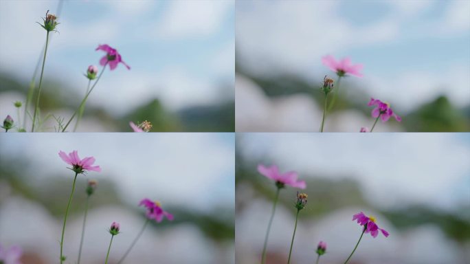 小花朵 小菊花 唯美 元宵 粉色 花丛