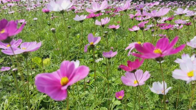 春暖花开 生机勃勃 生机盎然 大地回春