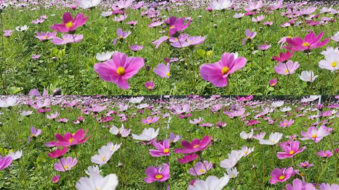 春暖花开 生机勃勃 生机盎然 大地回春