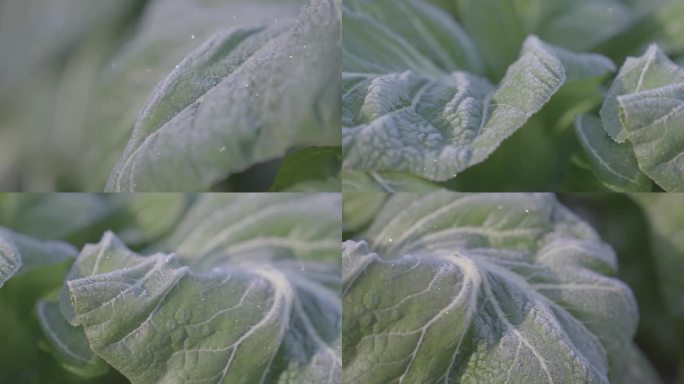 冬天农家菜地青菜叶上打霜冰晶