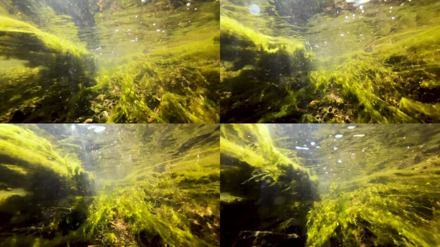 水下摄影水下生态系统 (1)