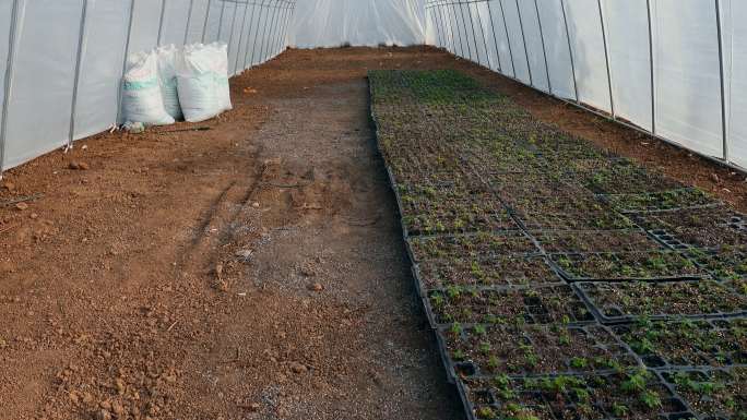 农业耕地水果种植大棚草莓育苗培育