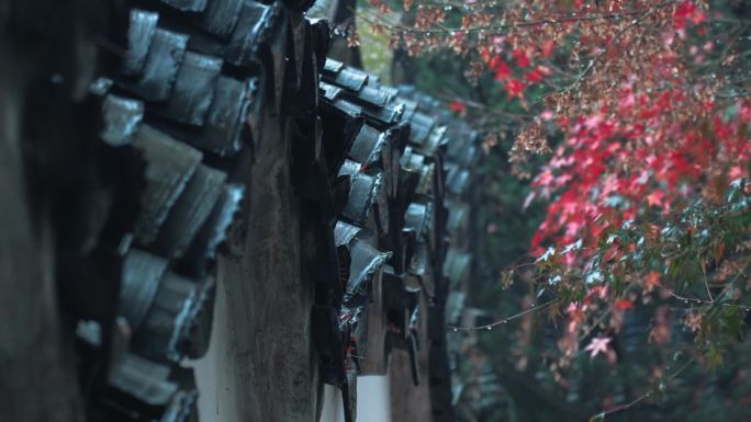 虎丘下雨红枫 雨景