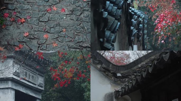 虎丘下雨红枫 雨景