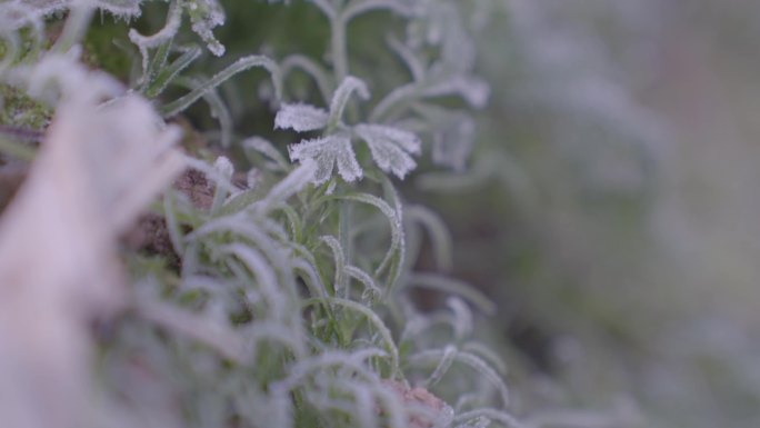 冬天清晨小草上的白霜