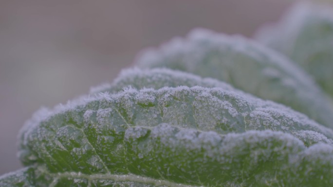 冬天青菜叶上打霜冰晶