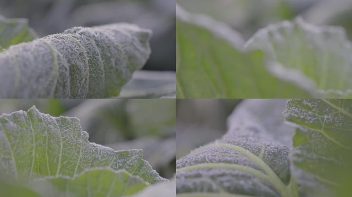 冬天菜叶上的霜雪冰晶