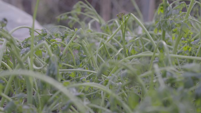 冰雪灾害芹菜全都冻趴下