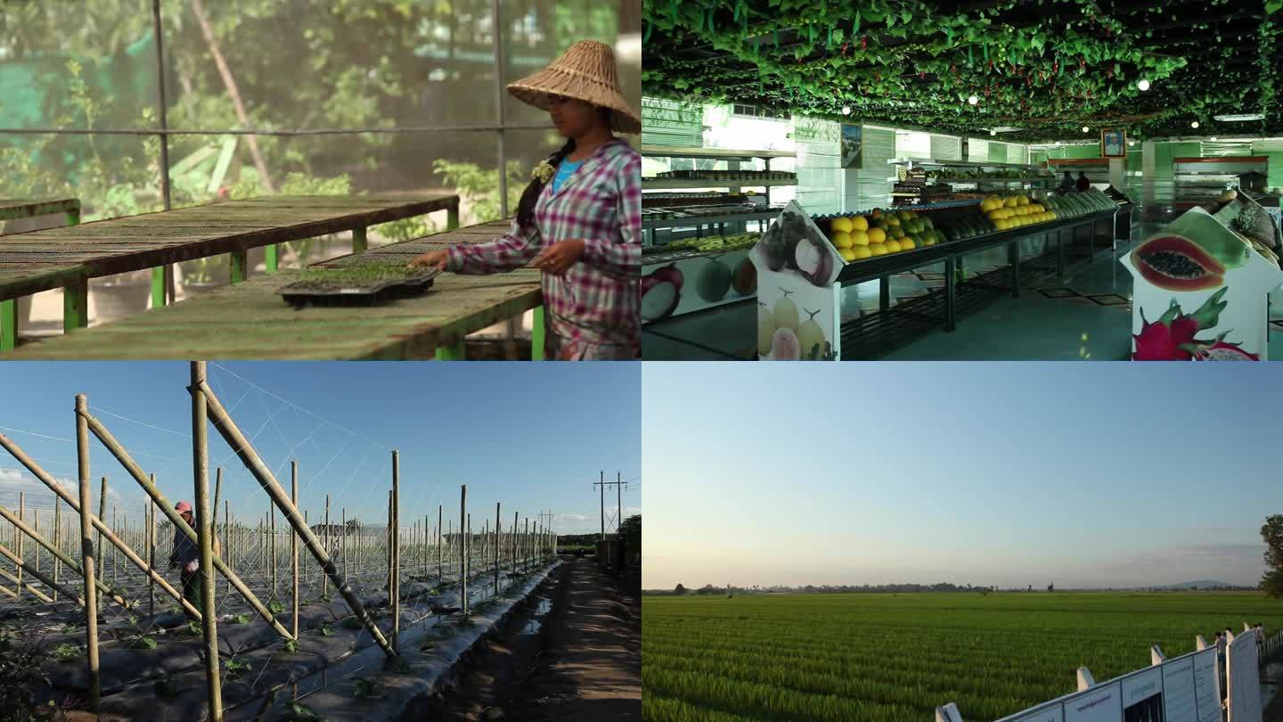 缅甸农业1