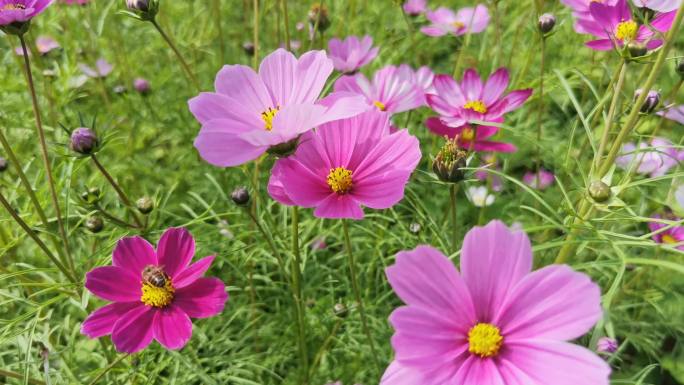 春暖花开 生机勃勃 生机盎然 大地回春