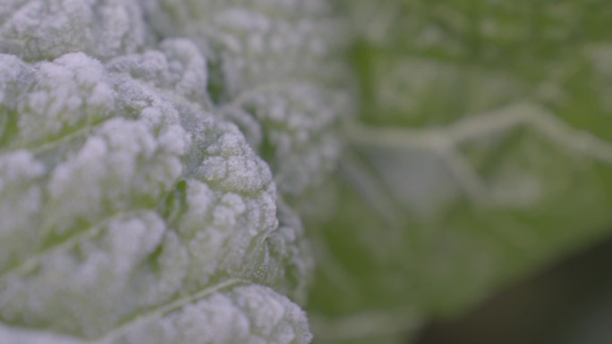 青菜叶上的霜