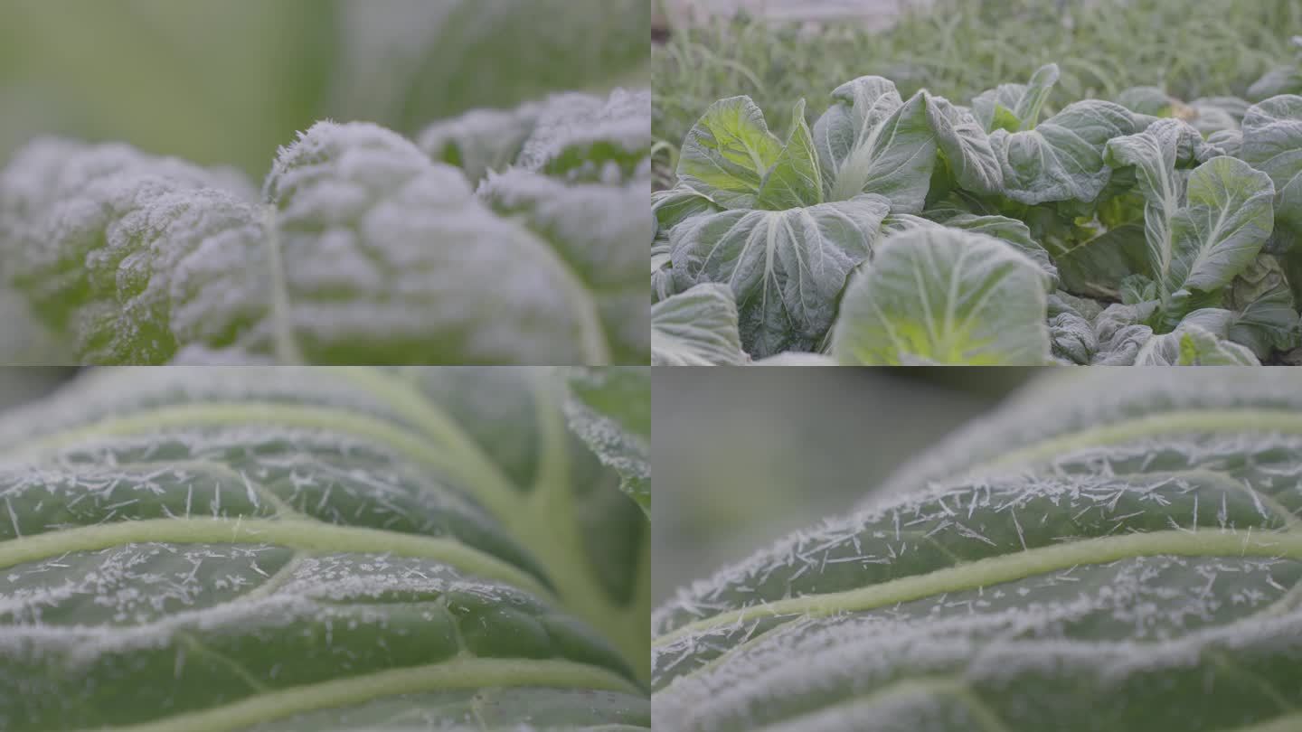 冬天菜叶上的白霜冰晶近景特写