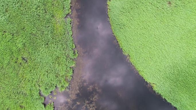 扎龙湿地 航拍扎龙湿地  夏天扎龙湿地