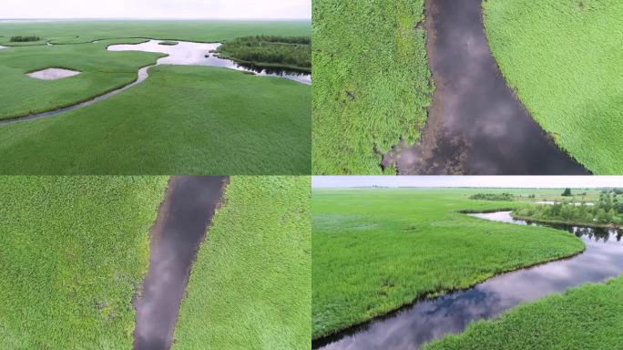 扎龙湿地 航拍扎龙湿地  夏天扎龙湿地