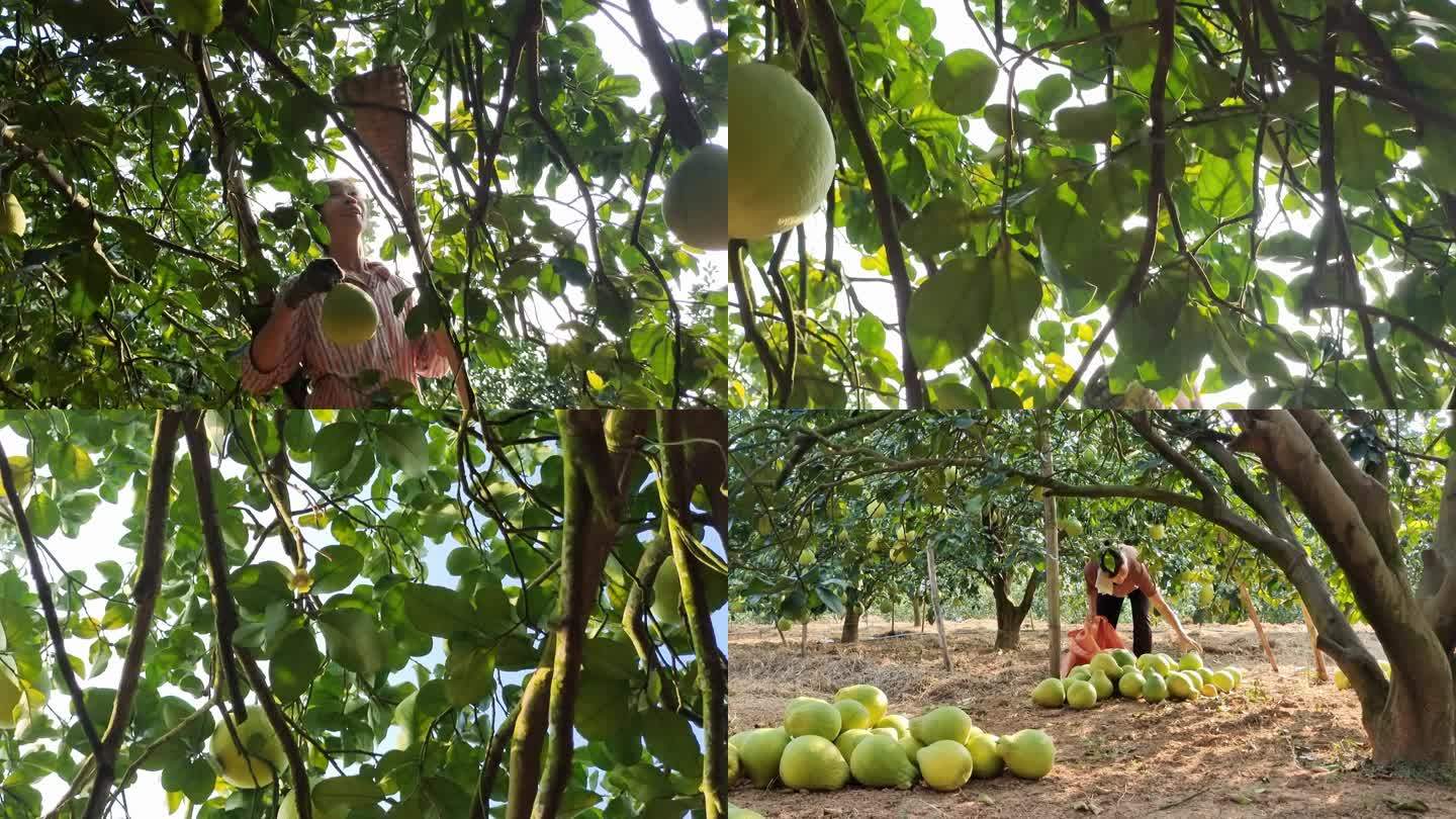 柚子丰收柚果成熟柚子林水果树种植沙田柚树