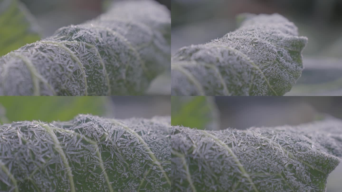 冬天清晨农村菜地菜叶上的白霜冰晶