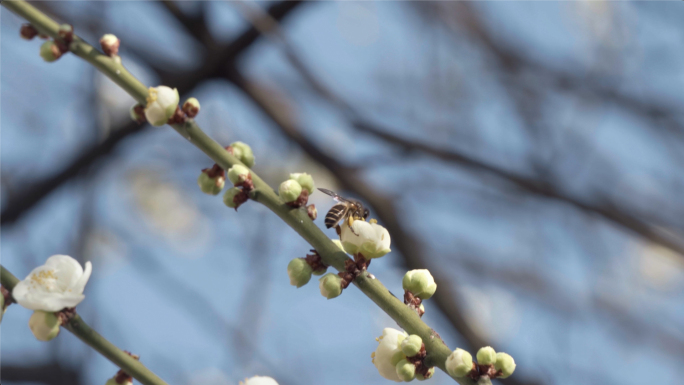 春暖花开腊梅花蜜蜂空镜